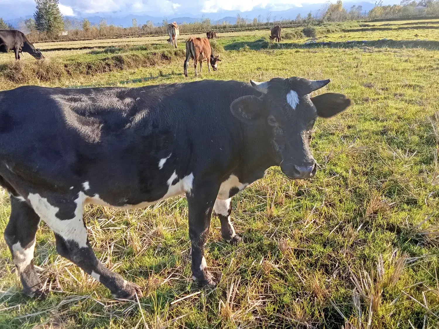 سلام یک راس لیشه دوردورک قیمت ۷۵تومان|حیوانات مزرعه|سنگر, |دیوار