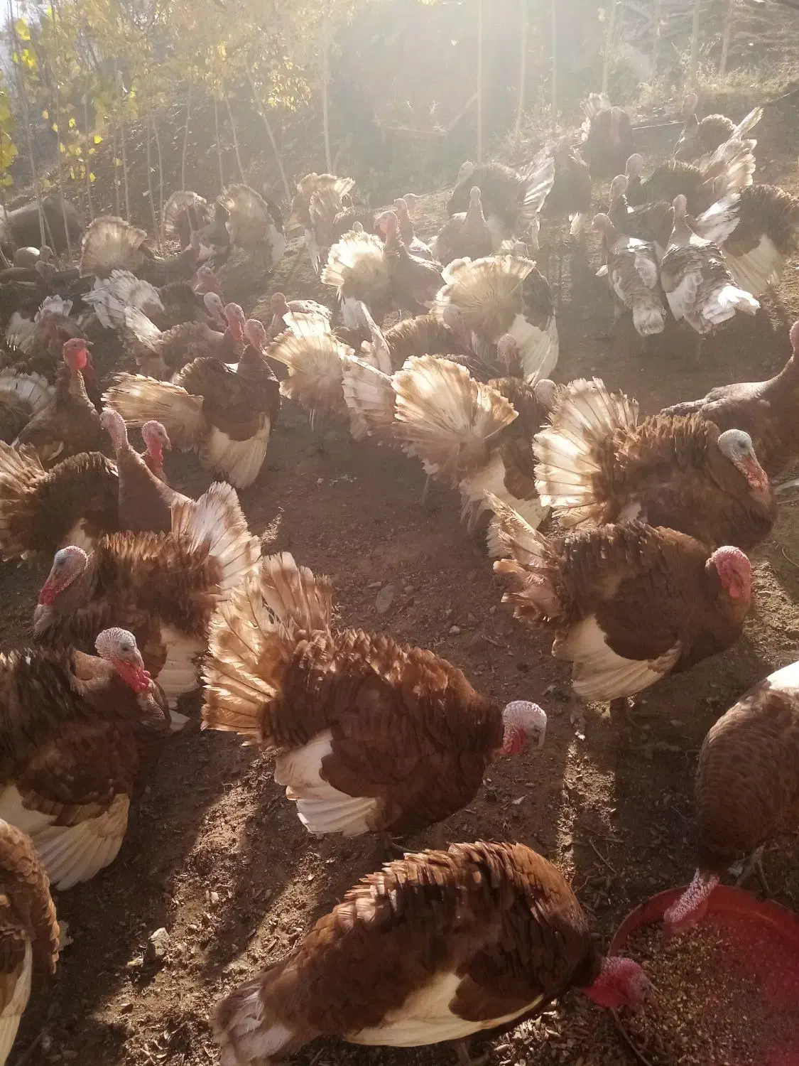 فروش قل (بوقلمون) بوربون|حیوانات مزرعه|بانه, |دیوار