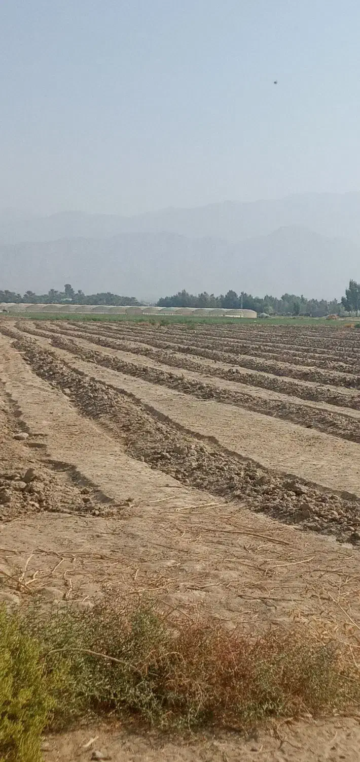 نیم هکتار زمین کشاورزی در دهنو املاک با آب کافی|فروش دفتر صنعتی، کشاورزی، تجاری|جیرفت, |دیوار