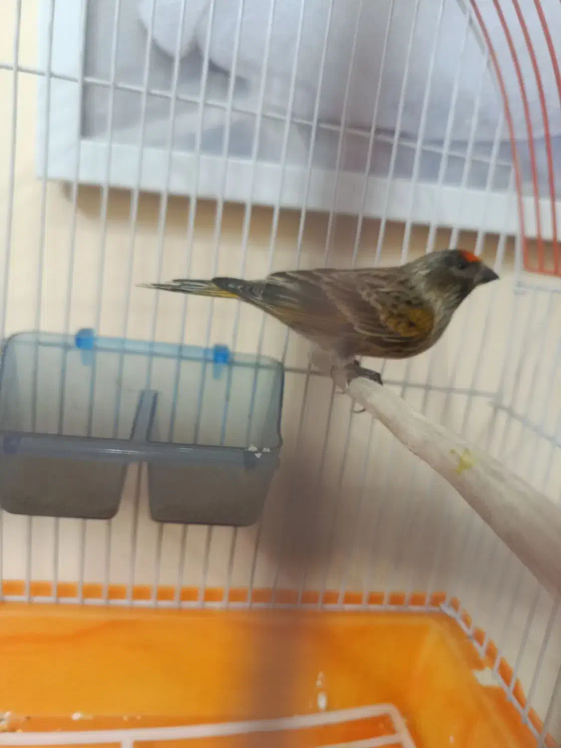 گلبسر نر|پرنده|تهران, مشیریه|دیوار