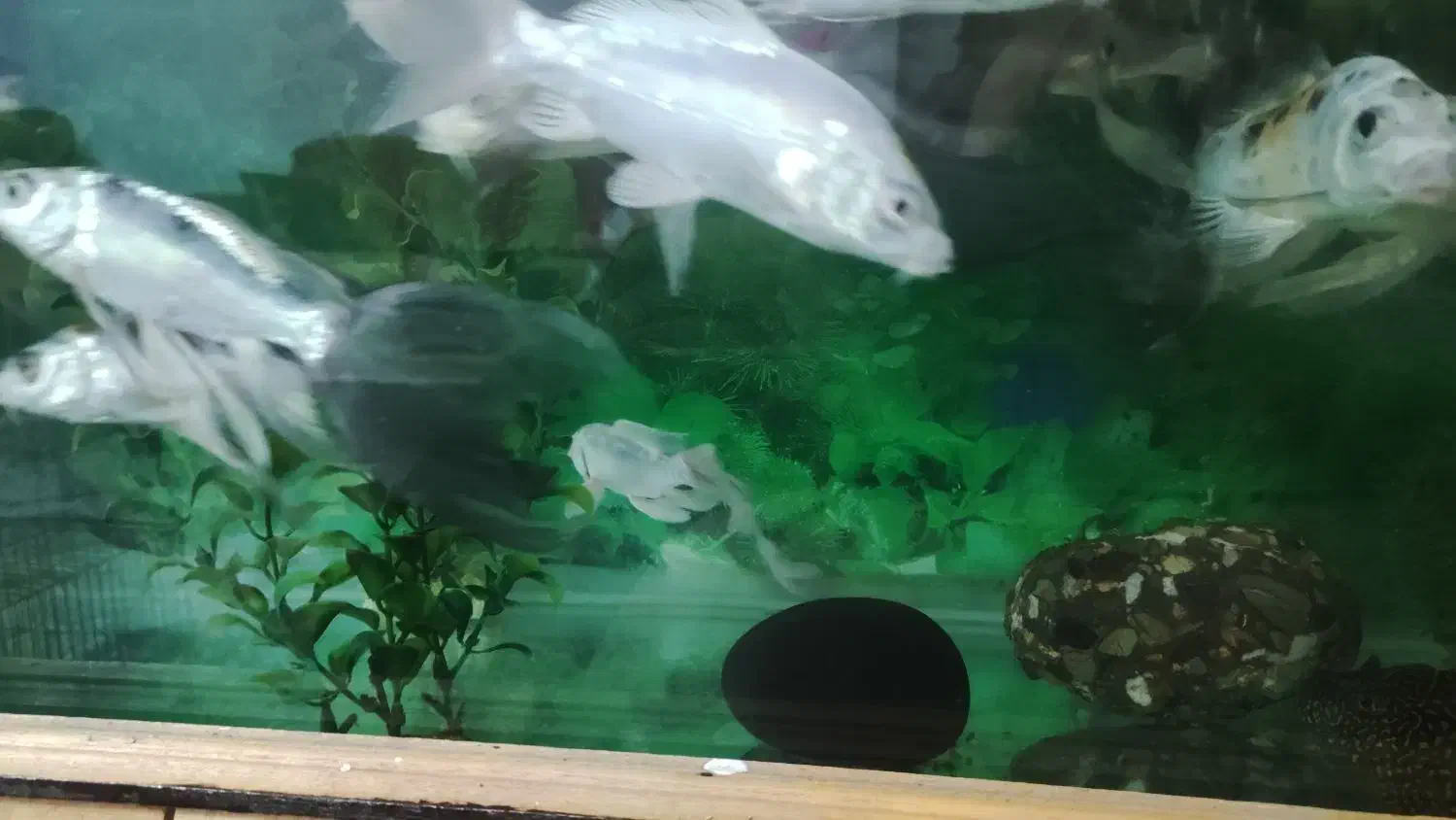 ماهی کوی|ماهی|تهران, تهرانسر شمالی|دیوار