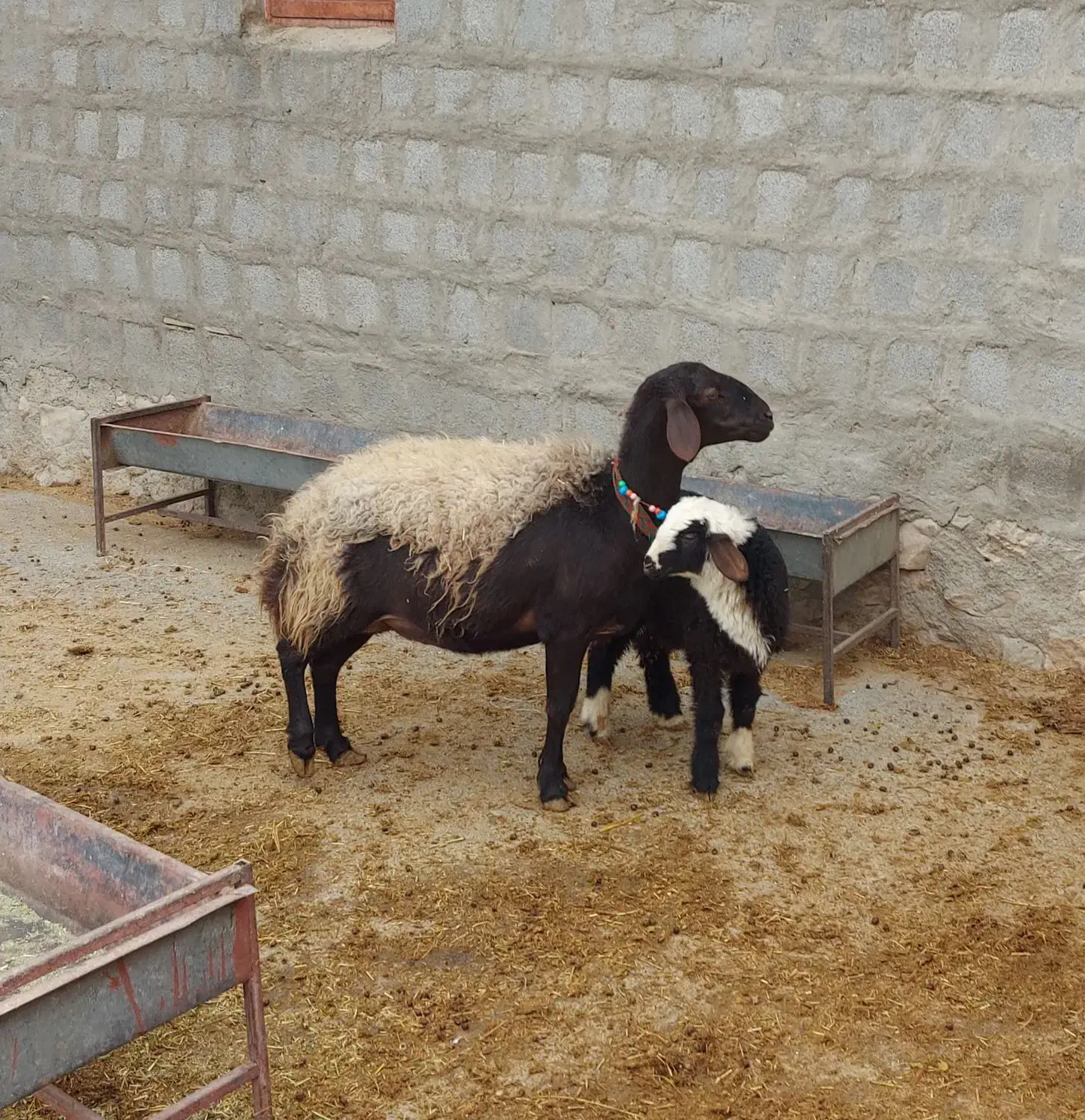 میش بره افشاری|حیوانات مزرعه|کرمانشاه, |دیوار