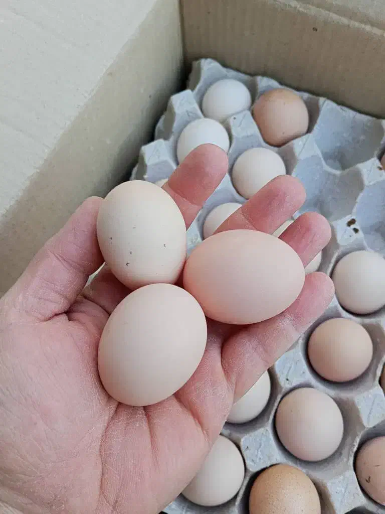 تخم مرغ عمده|عمده‌فروشی|تهران, هلال احمر|دیوار