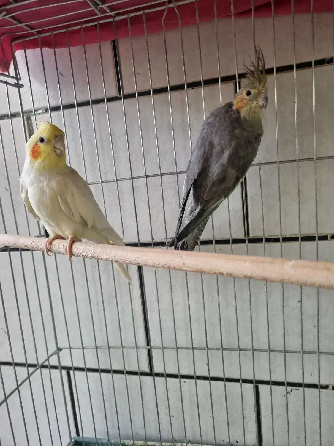 عروس هلندی|پرنده|مبارکه, |دیوار