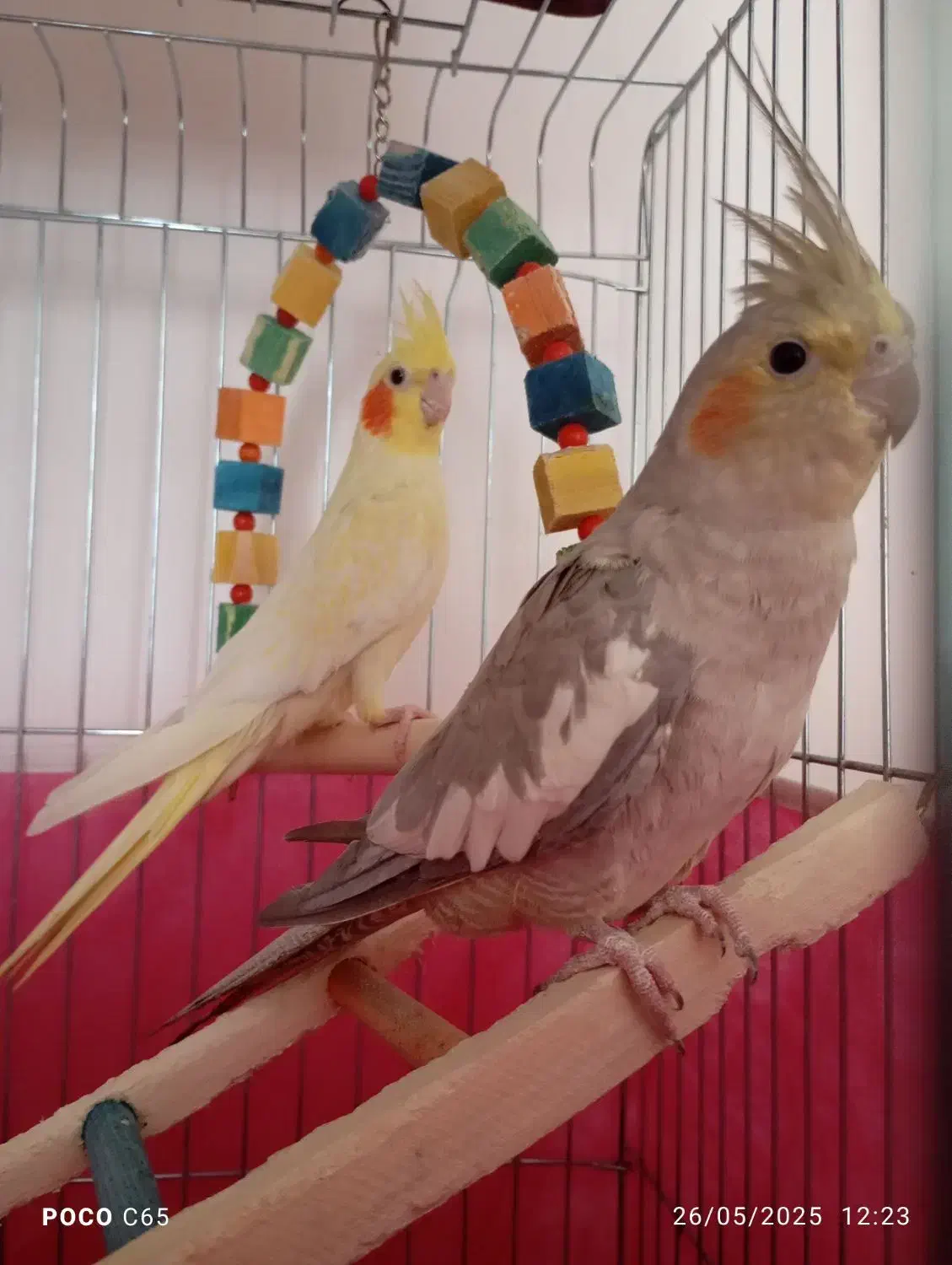 عروس هلندی مولد|پرنده|دامغان, |دیوار