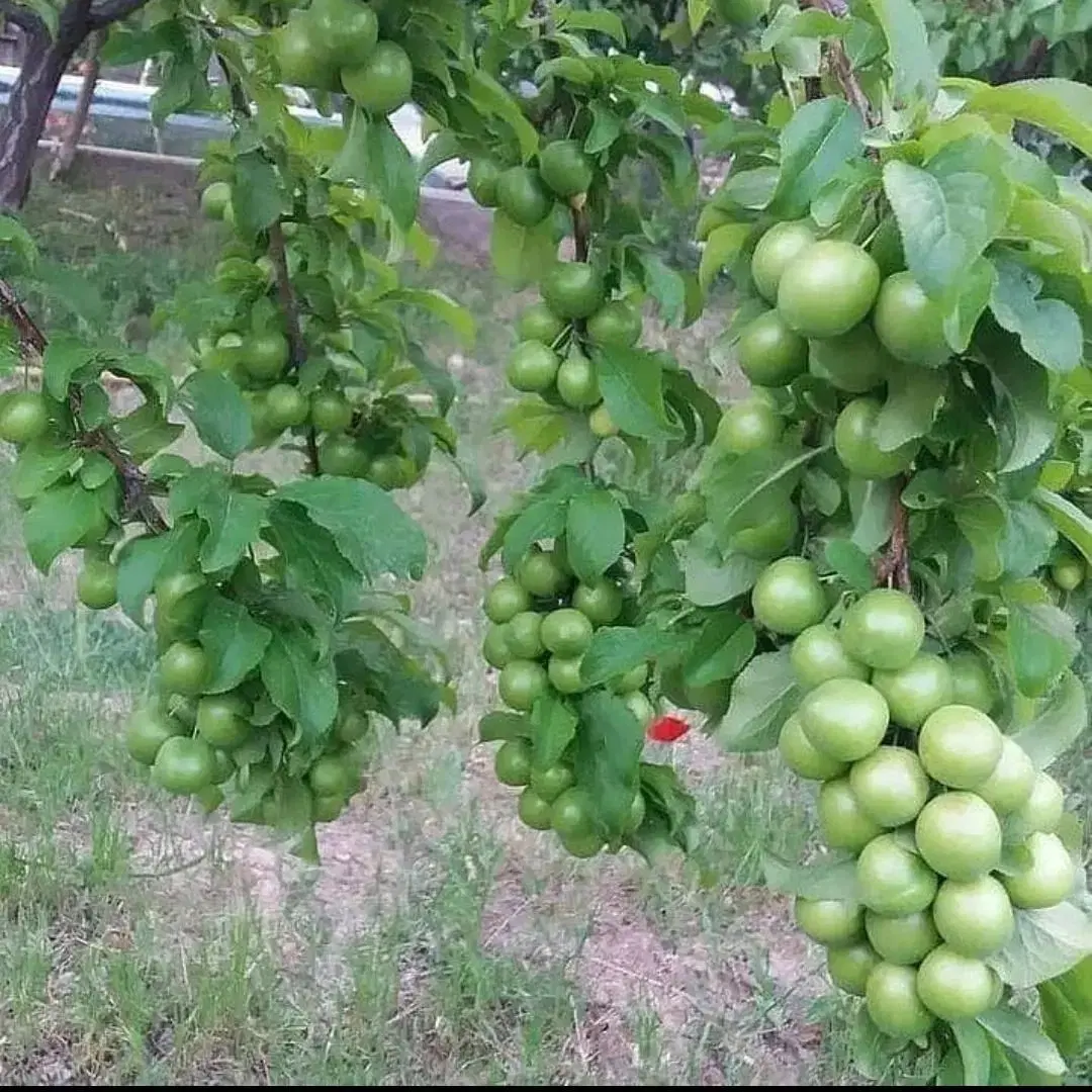 نهال گوجهسبز اصلاحشده (زودبازده و پربار|گل و گیاه طبیعی|تهران, سلیمانی|دیوار