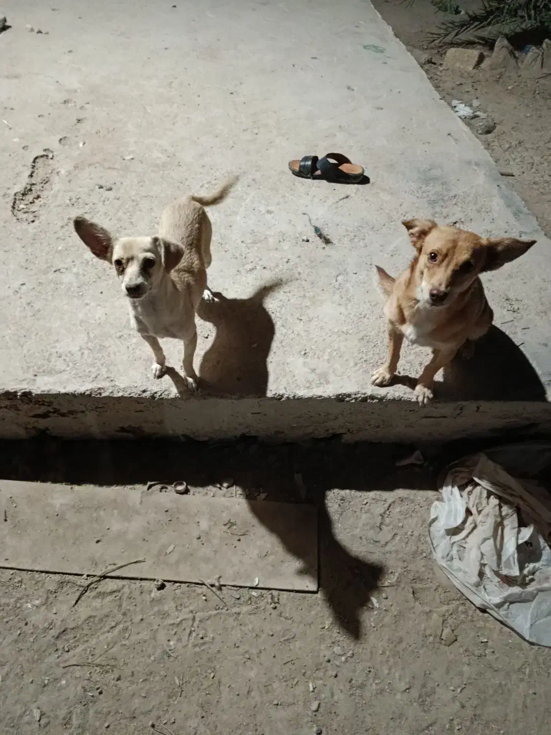 سگ پاکوتاه|سگ|خرمشهر, |دیوار