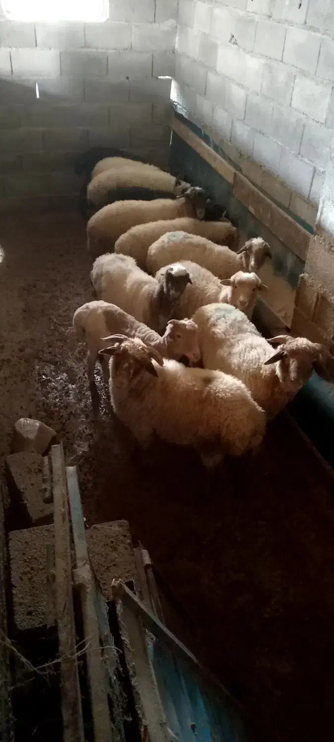 فروش بره نر و ماده|حیوانات مزرعه|اسالم, |دیوار