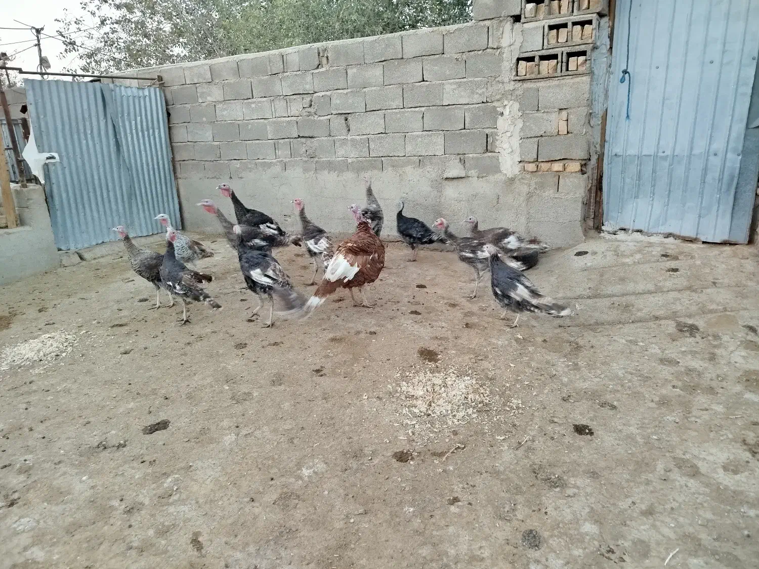 مرغ و خروس و بوقلمون|حیوانات مزرعه|گرمسار, |دیوار