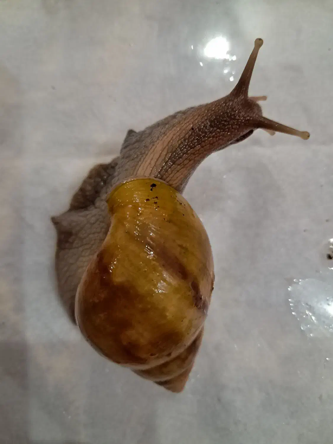 حلزون آچاتینا|خزنده|یزد, |دیوار