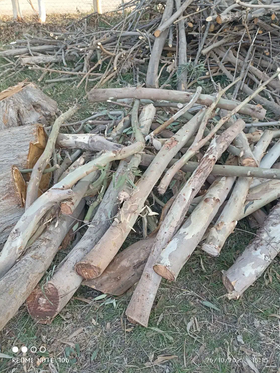 خرید انواع درخت باغی توت انجیر اکالیپتوس|خدمات باغبانی و درختکاری|آق قلا, |دیوار