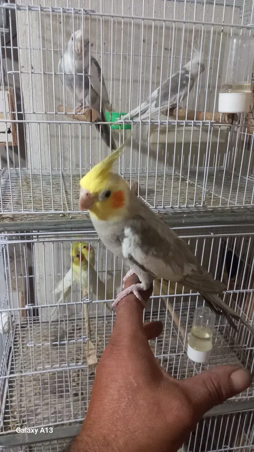 فروش تعدادی پرنده سالنی|پرنده|ساری, |دیوار