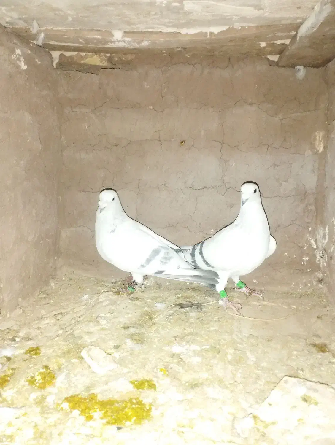 کفتر شامی وسبز|پرنده|زاوه, |دیوار