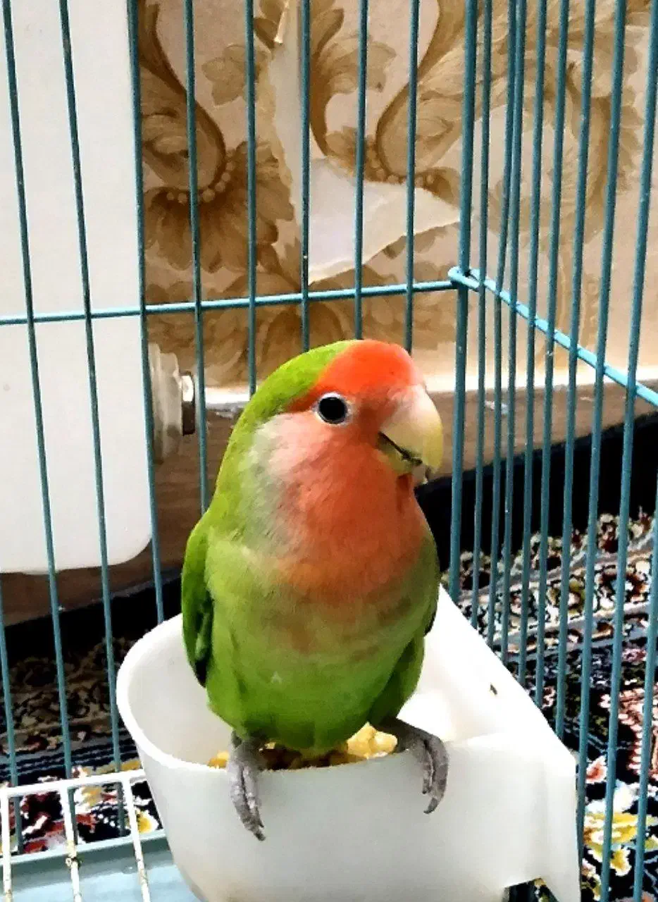 جفت طوطی  برزیلی|پرنده|ری, هاشم‌آباد|دیوار