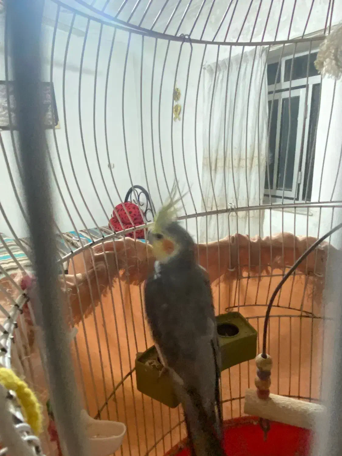 طوطی عروس|پرنده|فرح آباد, |دیوار