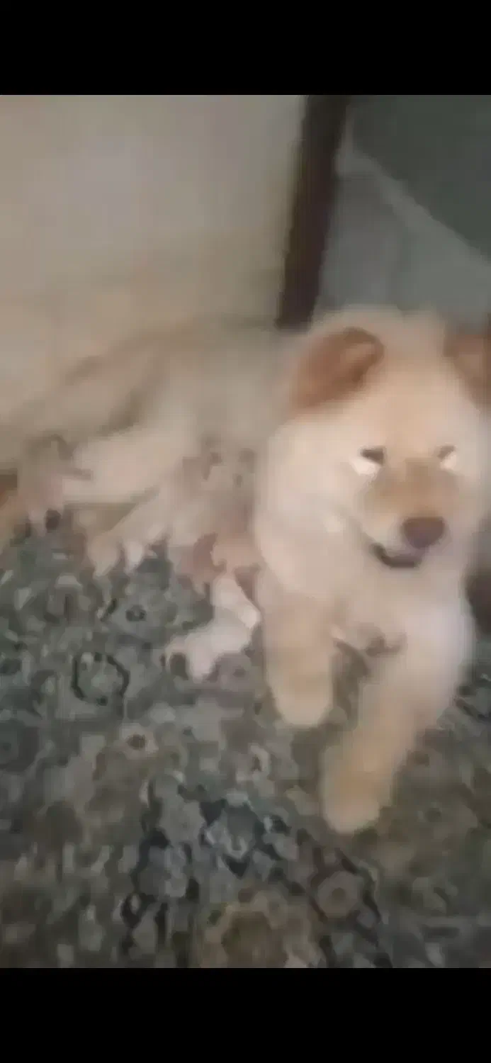 چاو چاو ماده|سگ|مشهد, شریف|دیوار