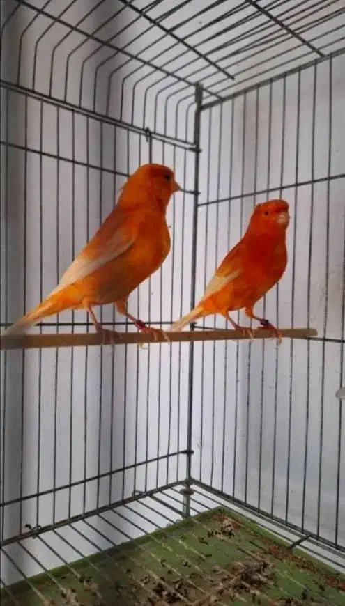 قناری رنگی 2025|پرنده|تهران, صادقیه|دیوار