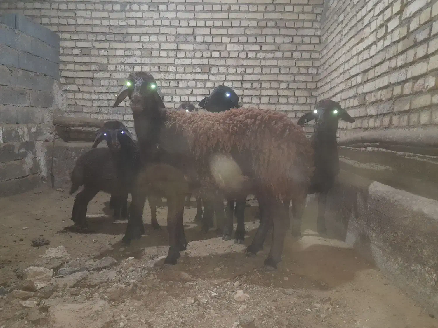 بره ماده پای قوچ|حیوانات مزرعه|خمین, |دیوار