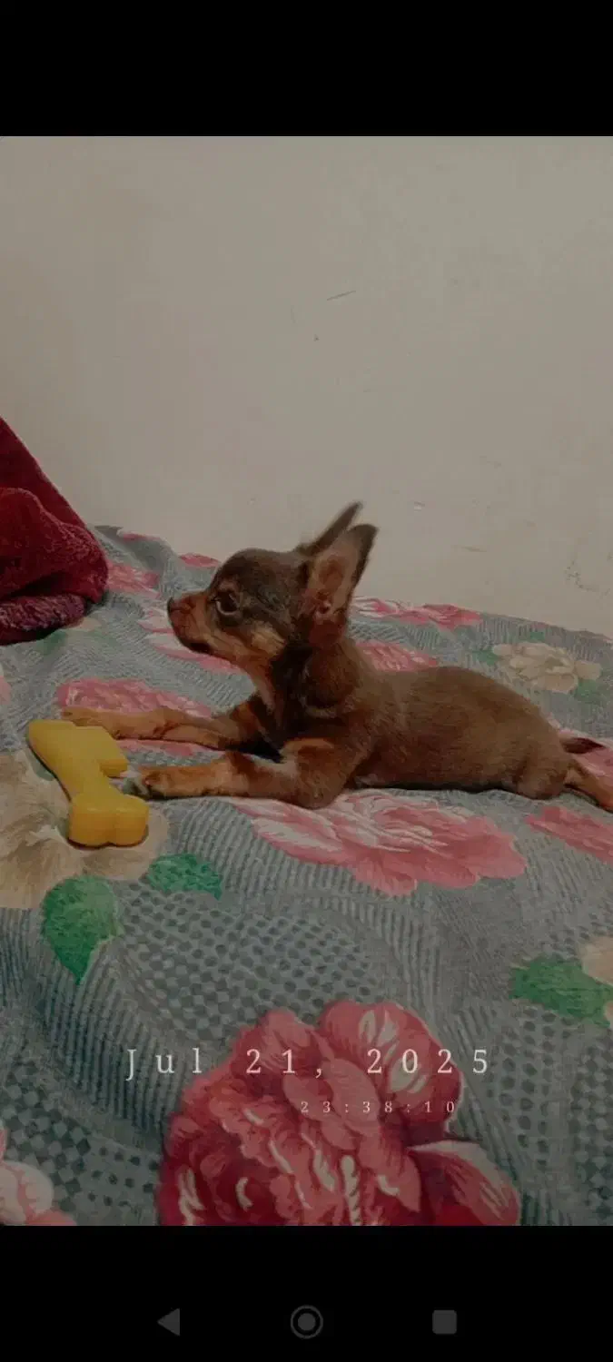 واگذاری سگ شیواوا|سگ|شیراز, کوشک میدان|دیوار