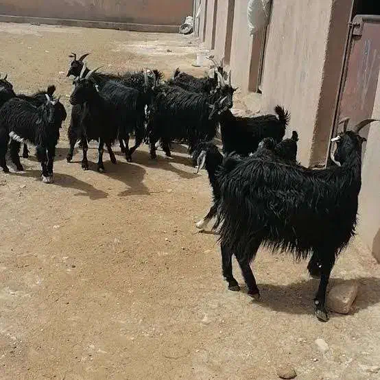 ۴۰ راس بز و بزغاله درجه یک|حیوانات مزرعه|کوهسار (البرز), |دیوار