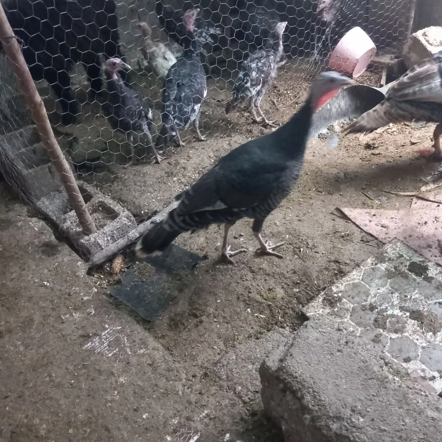 بوغلمو درجه یک|حیوانات مزرعه|دزفول, |دیوار