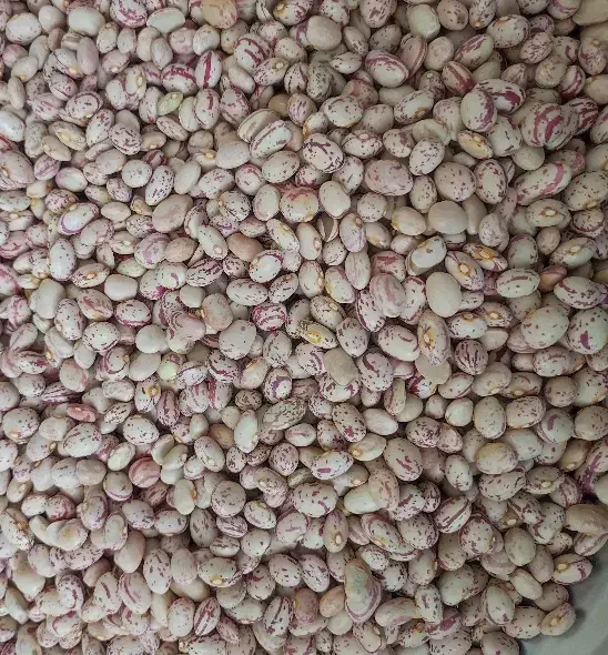 فروش ویژه لوبیا چیتی پاک شده 330|خوردنی و آشامیدنی|برخوار, |دیوار