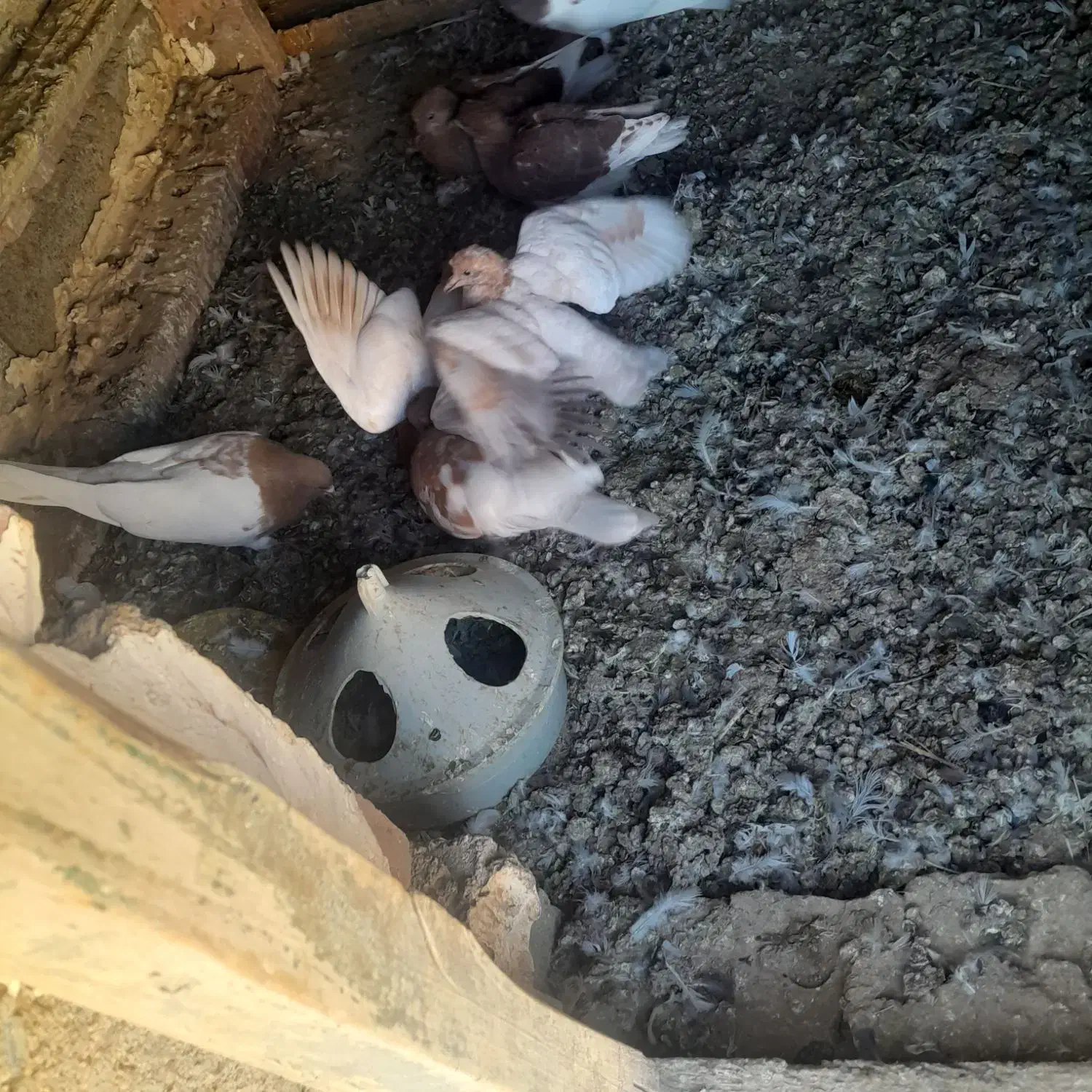 کبوتر کله ای|پرنده|فیروزآباد (آذربایجان), |دیوار