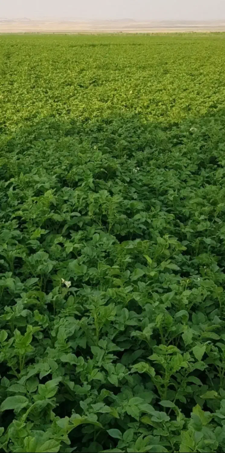 زمین کشاورزی|اجارهٔ دفتر صنعتی، کشاورزی، تجاری|دوتپه, |دیوار