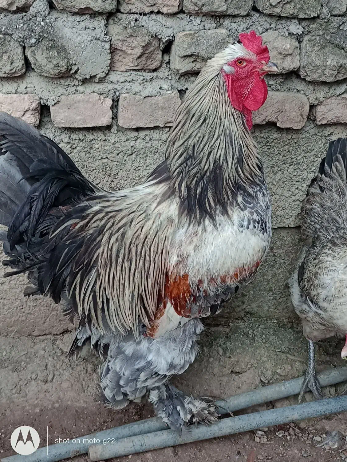 خروس امپراتور/برهما|حیوانات مزرعه|قائم‌شهر, |دیوار