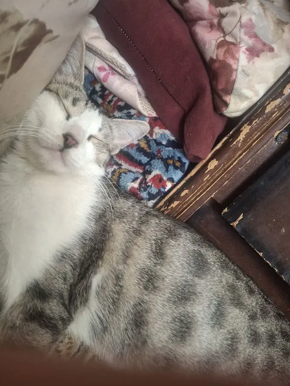 گربه گمشده|حیوانات|ورامین, شهرک فاطمیه|دیوار