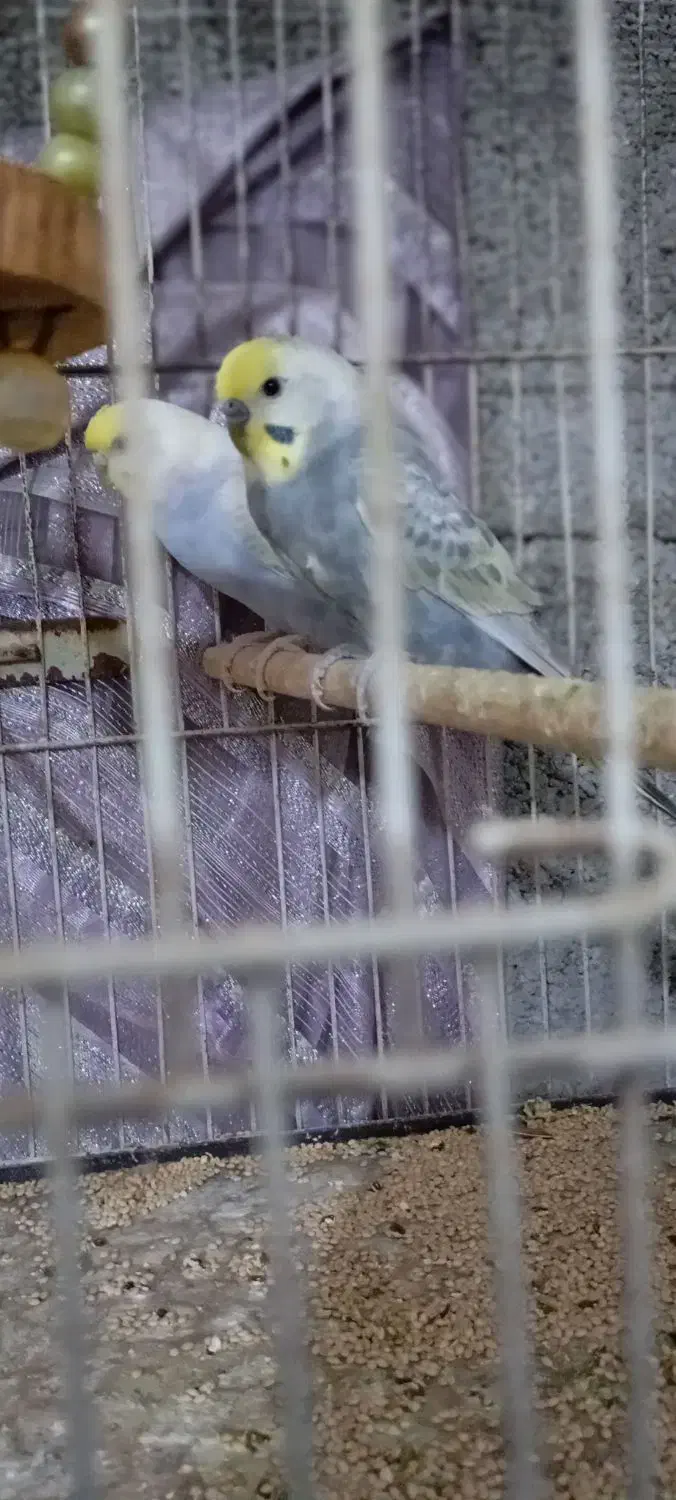 مرغ عشق رینبو|پرنده|بندرعباس, |دیوار