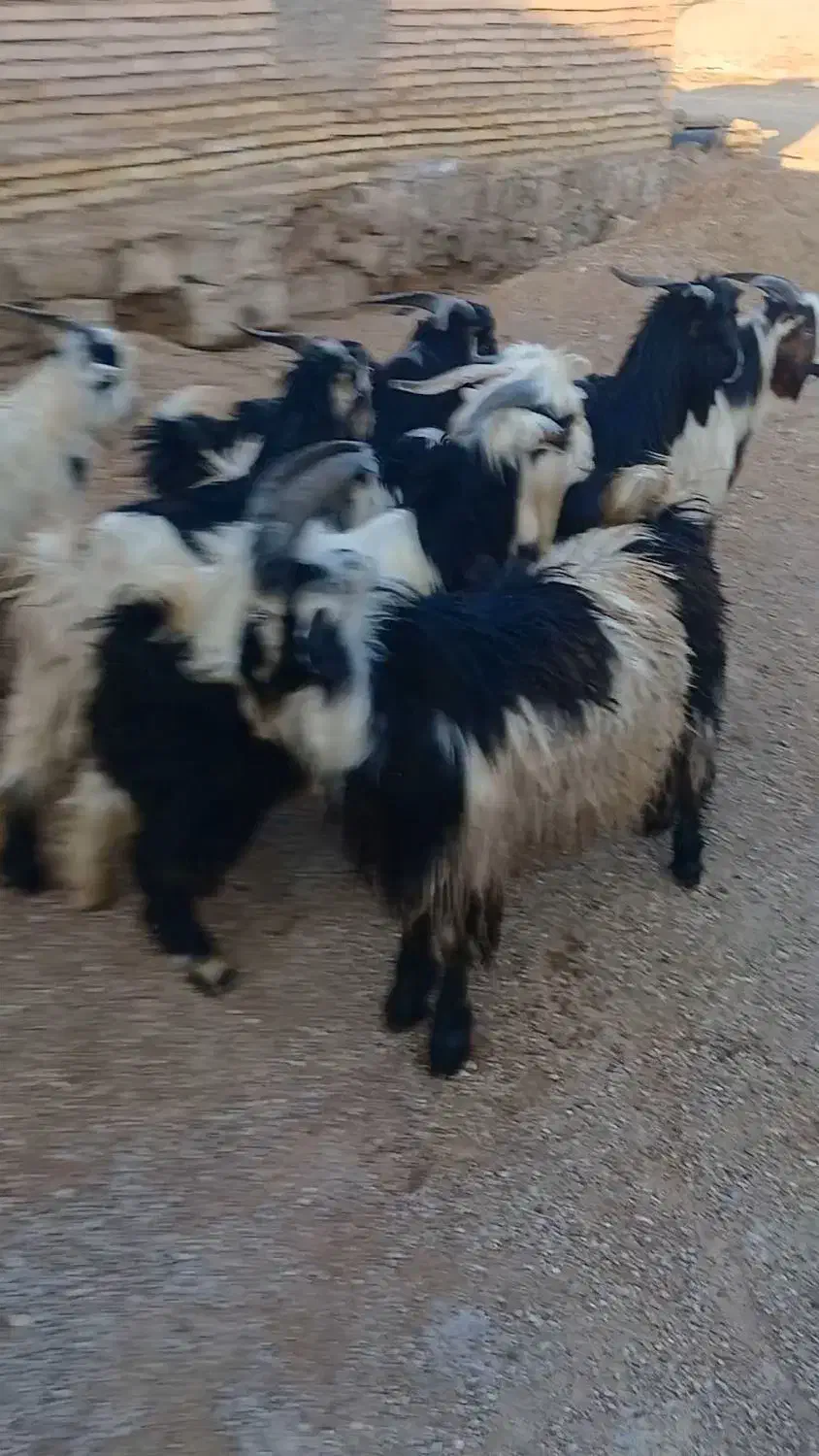 بیگ چاق|حیوانات مزرعه|گتوند, |دیوار