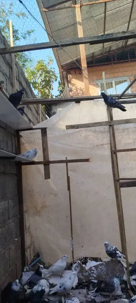 کبوتر معاوضه با گوشی|پرنده|آمل, |دیوار