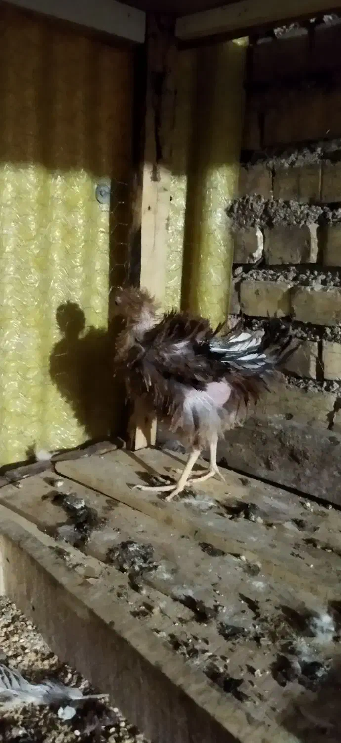 خروس|حیوانات مزرعه|شوشتر, |دیوار