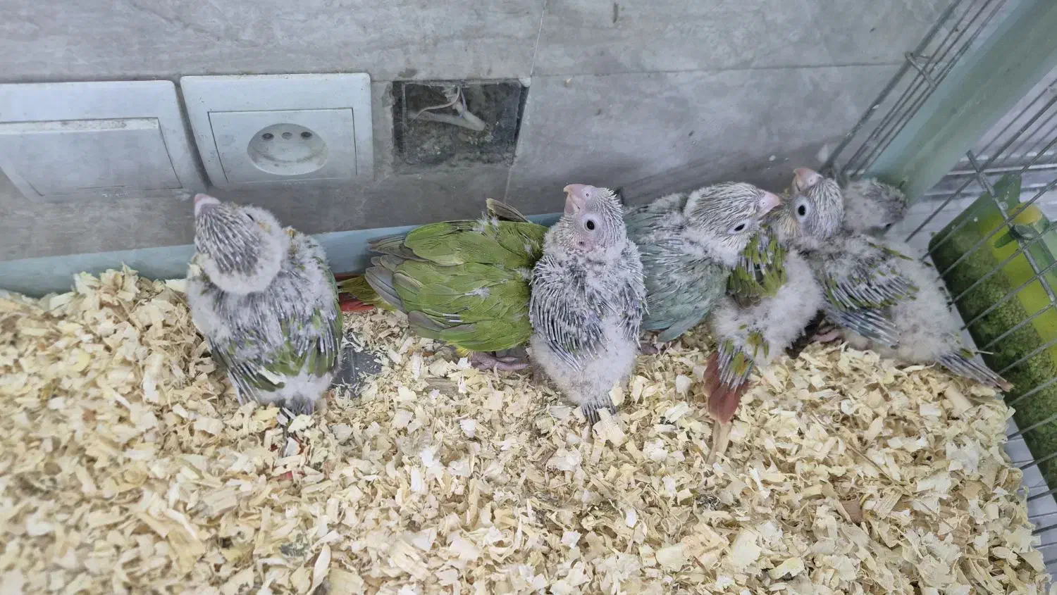 گیرینچیک سرلاکی|پرنده|سمنان, |دیوار