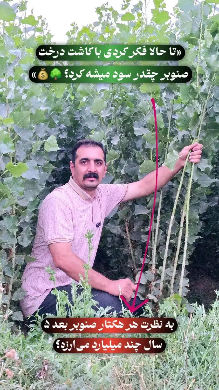 نهال صنوبر مناسب پوشش سبز|خدمات باغبانی و درختکاری|سرپل ذهاب, |دیوار