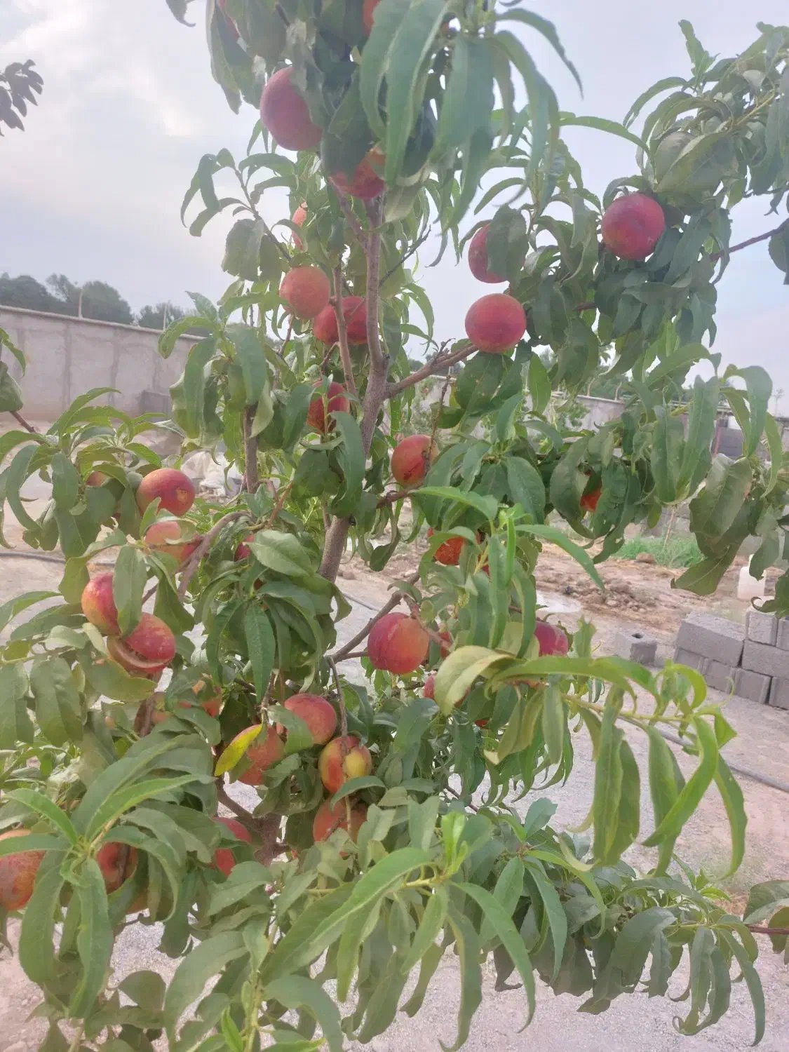 باغ 450 متری|فروش زمین و ملک کلنگی|محمدشهر, عباس آباد|دیوار