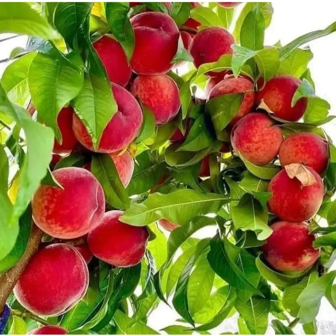 نهال،درخت هلو پر ثمر در نهالستان،گلخانه|خدمات باغبانی و درختکاری|مشهد, سیس‌آباد|دیوار