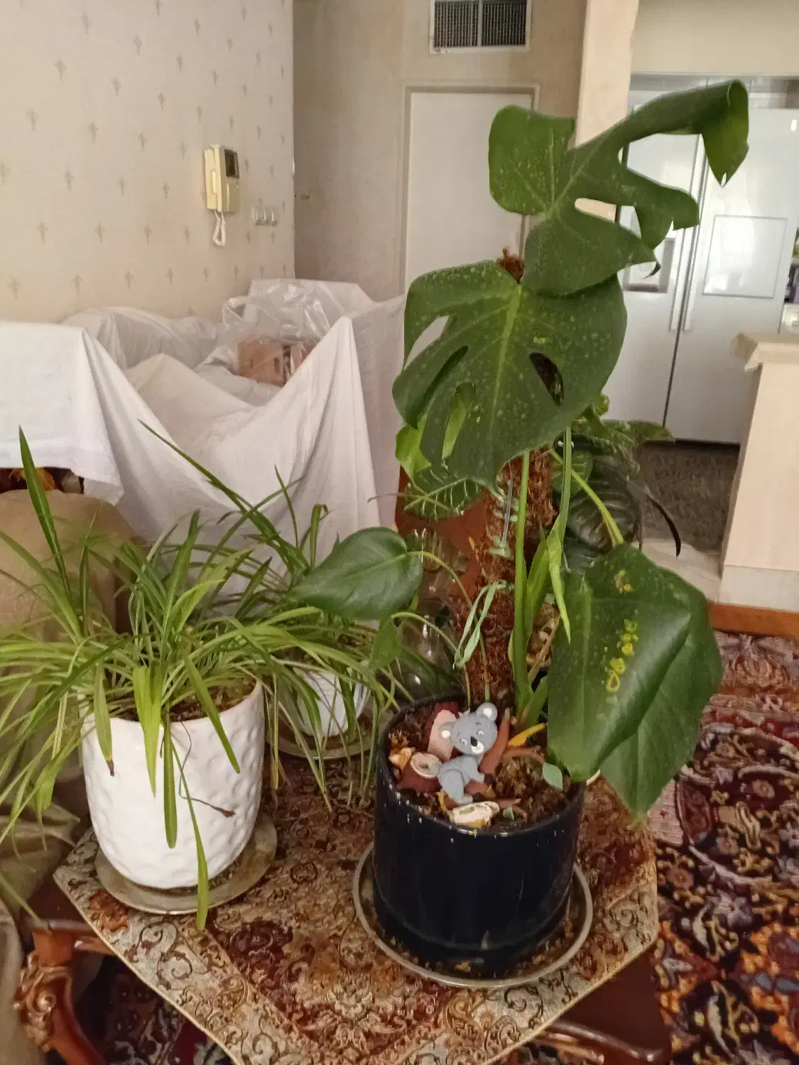 گل طبیعی و گلدان سفالی|گل و گیاه طبیعی|قم, عمار یاسر|دیوار