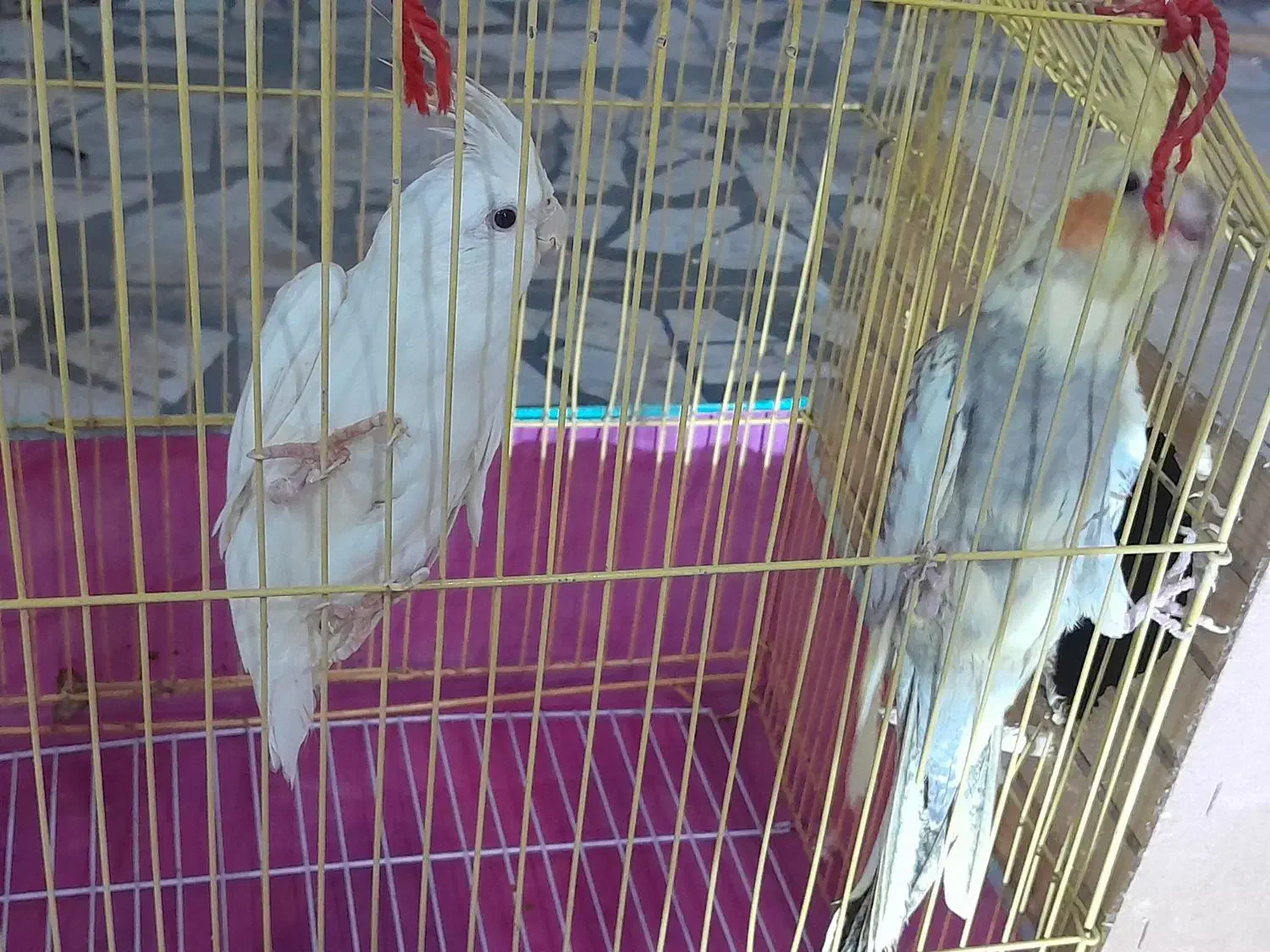 طوطی عروس|پرنده|شوشتر, |دیوار