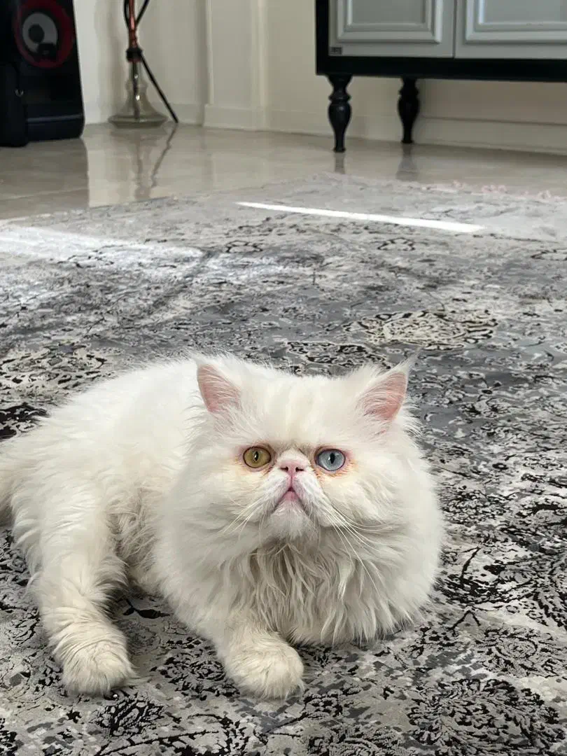 گربه نر و ماده|گربه|ساری, |دیوار