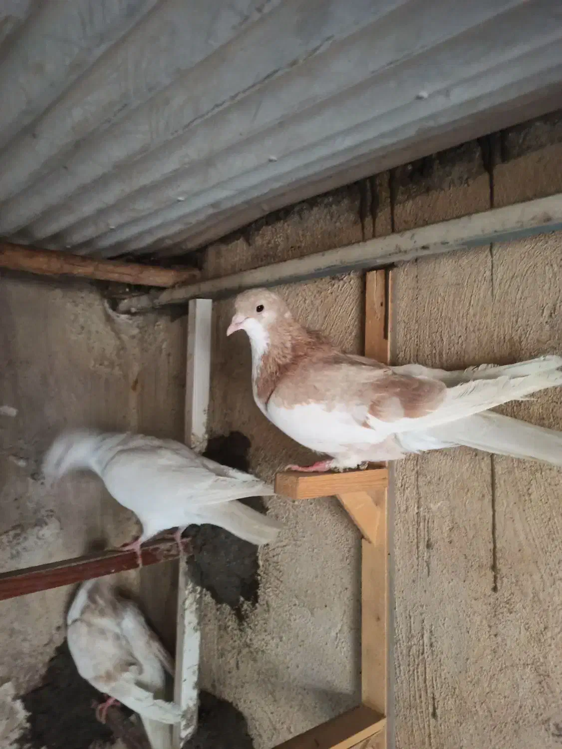 پلاکی دورگ خوشرنگ شیرازی طوقی|پرنده|ابریشم, |دیوار