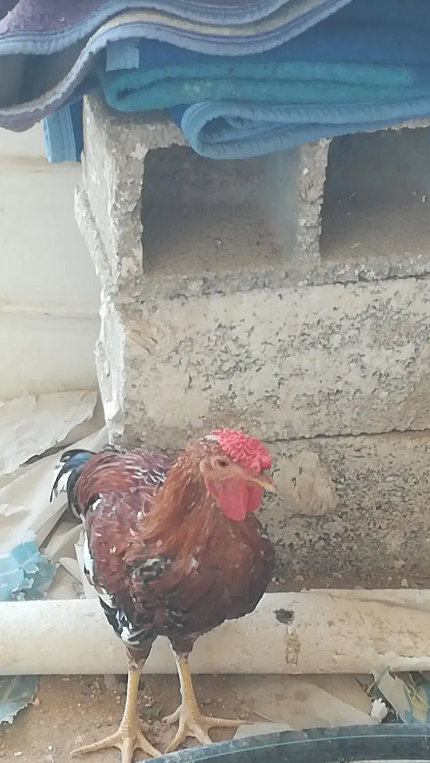 دو عدد خروس گلین|حیوانات مزرعه|شیراز, منطقه هوایی شهید دوران|دیوار