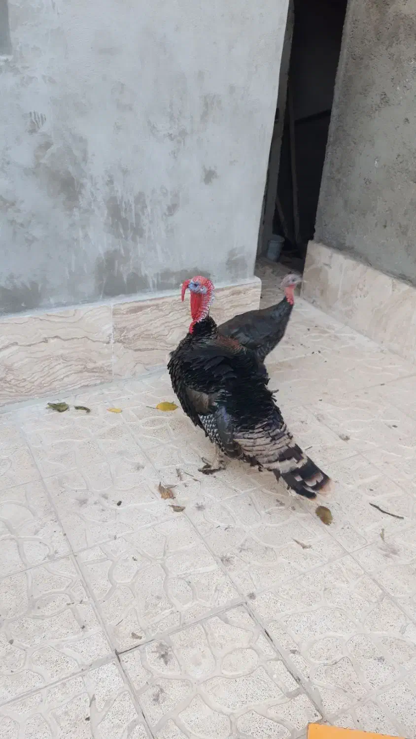 بوقلمون جفت مولد|حیوانات مزرعه|کرج, بنیاد|دیوار