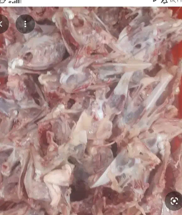 لاشه مرغ|حراج|خسروشاه, |دیوار