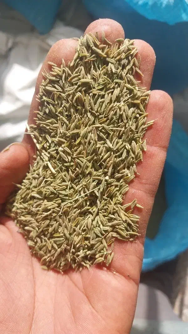 زیره سبز هرات|عمدهفروشی|یزد, |دیوار