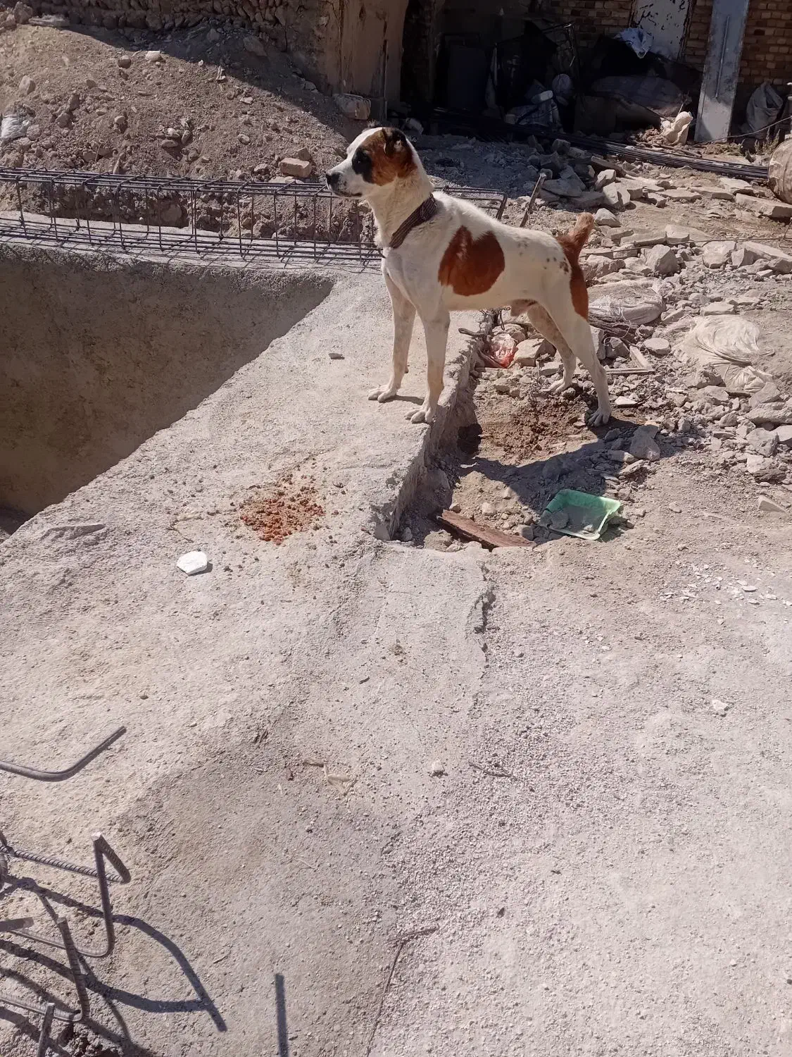 واگذاری سگ|سگ|کبودرآهنگ, |دیوار