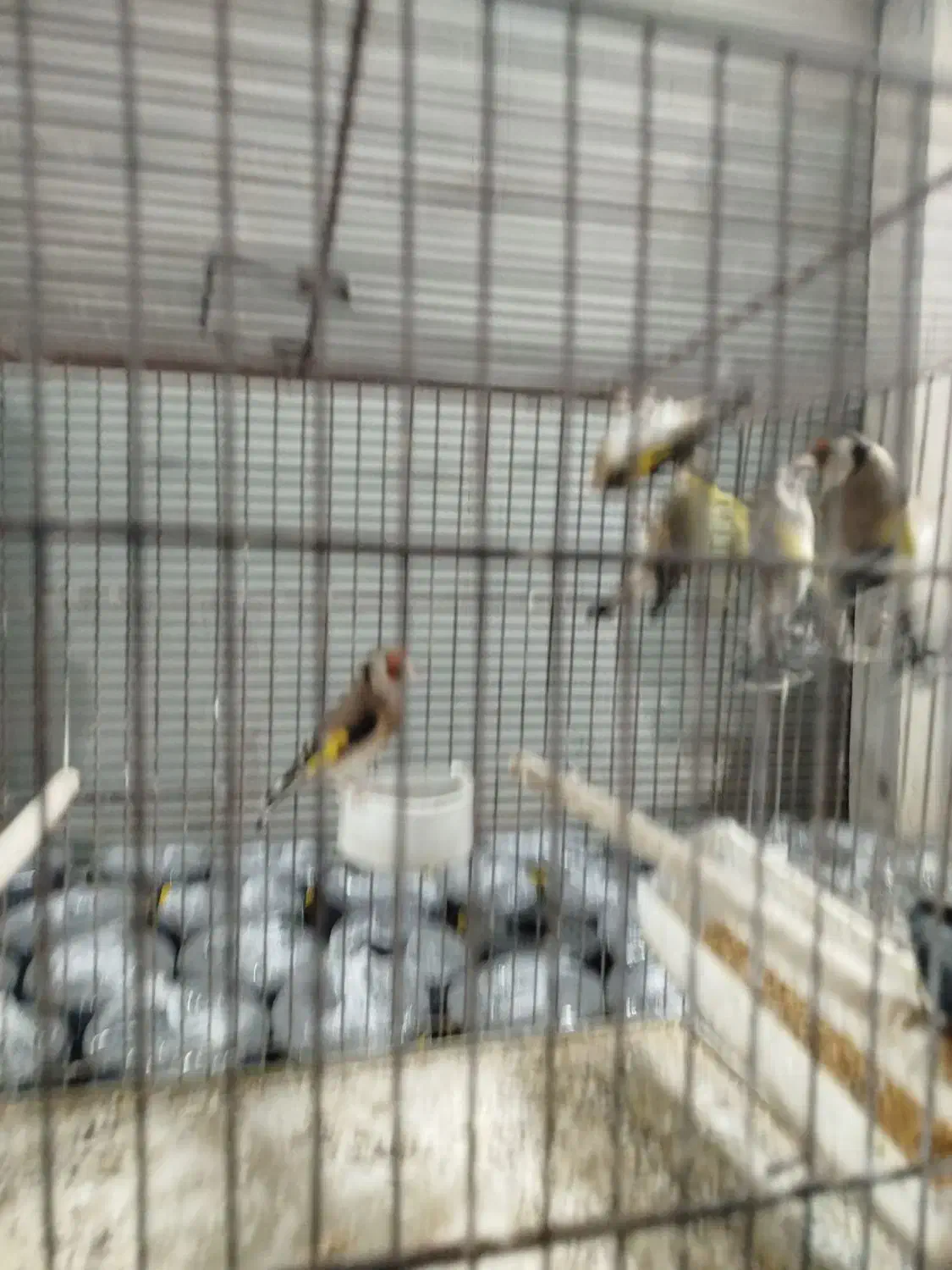 سهره|پرنده|کازرون, |دیوار