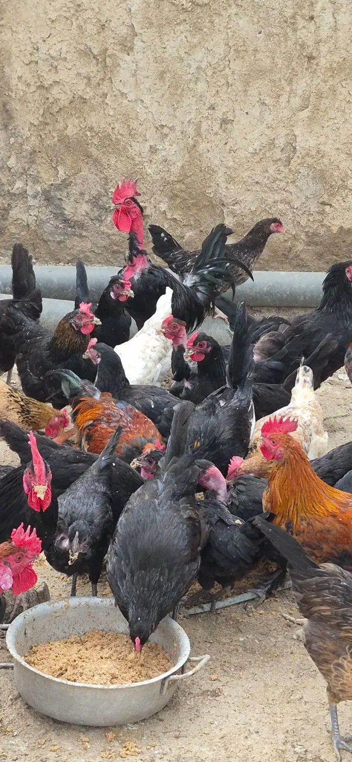 مرغ و خروس برای فروش|حیوانات مزرعه|برازجان, |دیوار