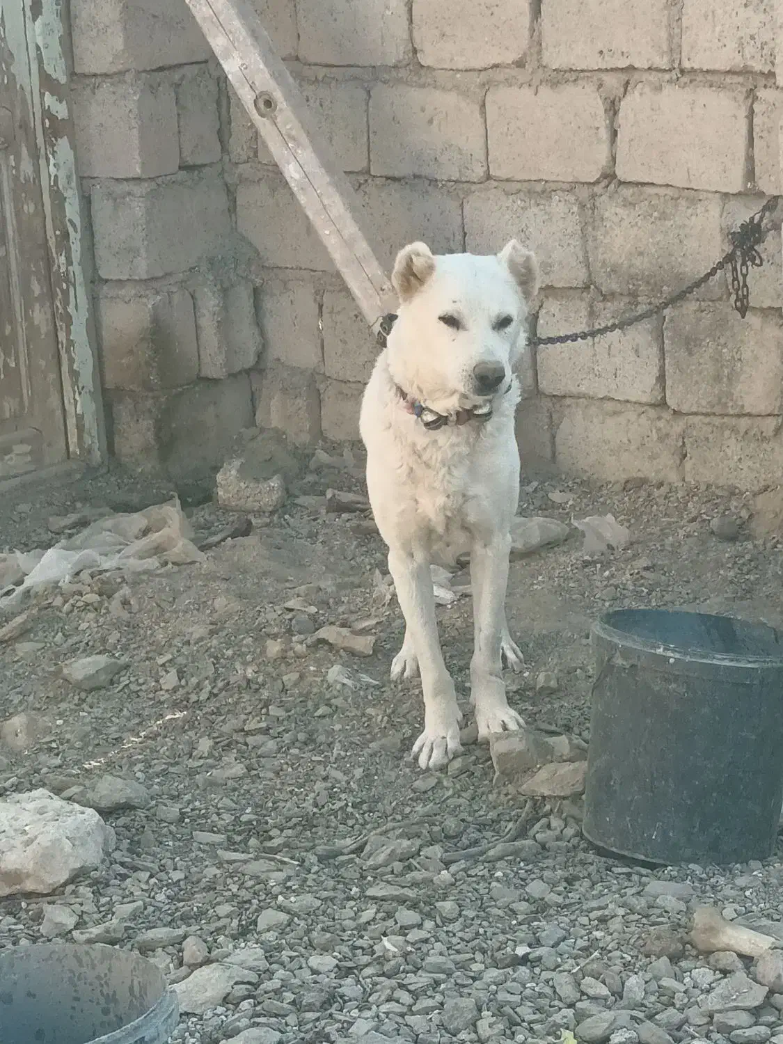 واگذاری سگ خراسانی|سگ|تیران, |دیوار